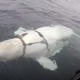 Imagen para el artículo titulado Pescadores noruegos encuentran una ballena domesticada portando un extraño arnés militar ruso